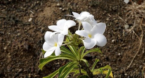 立春过后是立夏吗