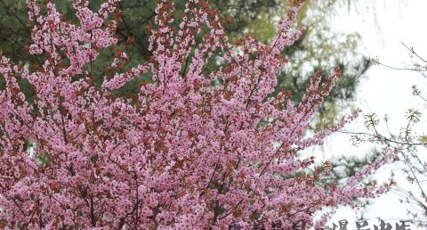 苏州清明节吃什么