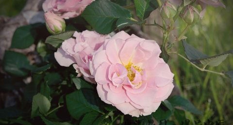 大雪节气都开什么花