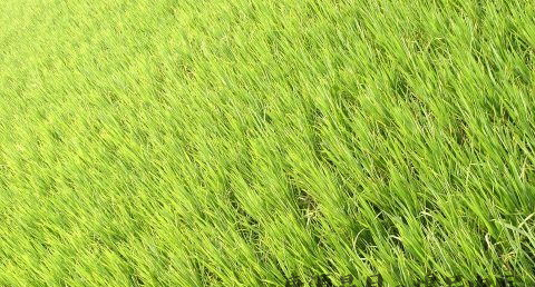 小暑节气含义