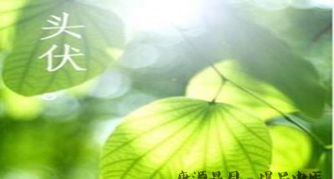 夏至后如何计算初伏