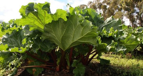 除夕吃汤圆的寓意