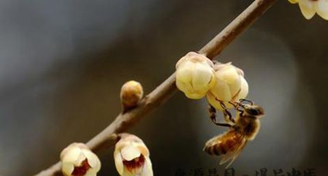 24节气中惊蛰的含义