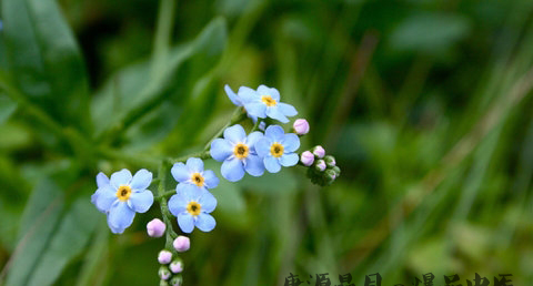 小暑什么意思