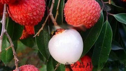 南方大暑吃什么 9种消暑美食