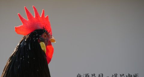 属鸡的和什么属相最配