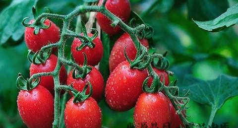 三伏天养生吃什么减肥