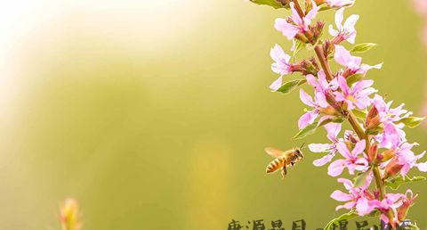 今年惊蛰是哪天