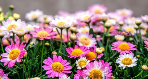 中秋节和重阳节的来历
