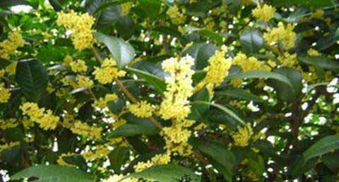 秋分吃桂花好吗