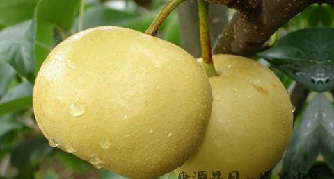 立冬后吃什么养生