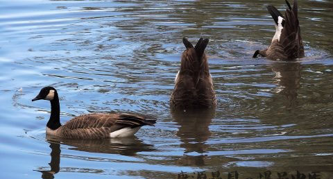 大雪节气是什么意思