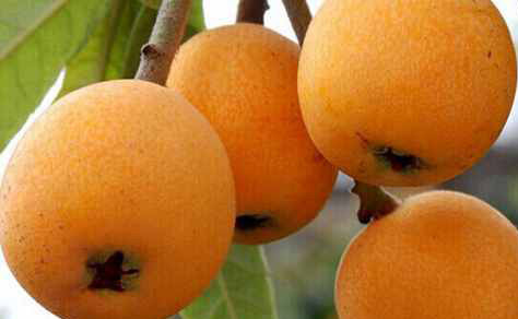 小满节气养生吃什么