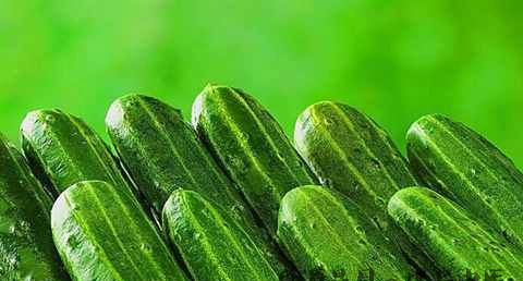 北方人立秋吃什么