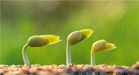 雨水节气养生食谱