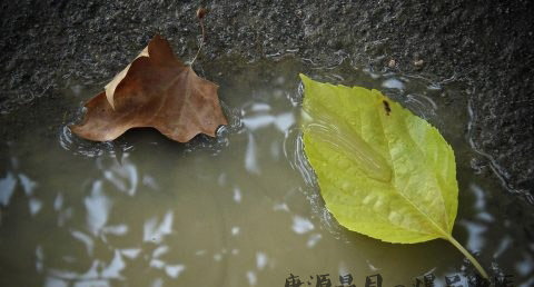 雨水节气什么意思