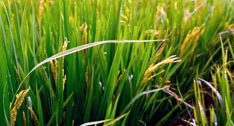 雨水节气是什么意思