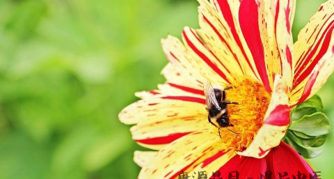 大雪节气都开什么花