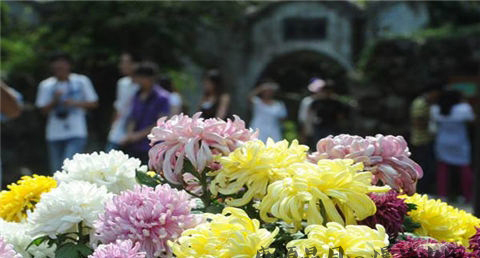 重阳节是干什么的