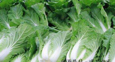 寒露种什么蔬菜