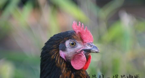 生肖鸡年带什么玉佩