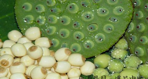 秋分吃莲子好吗