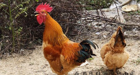 鸡年出生的人的命运