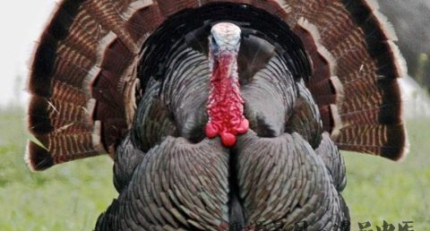 感恩节的火鸡是什么