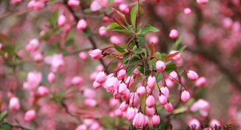 清明节吃什么水果