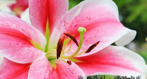 西方的母亲节的来历