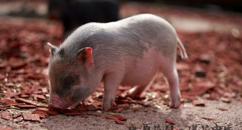 本命年好不好 本命年好不好