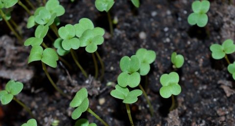 雨水节气的含义 雨水节气的含义