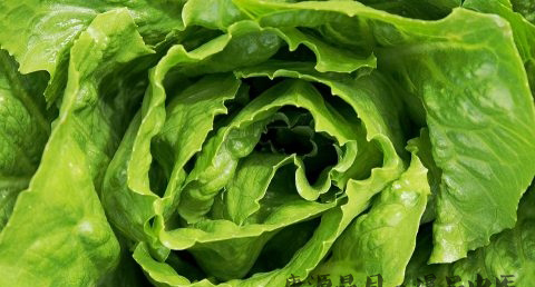 元宵节赏花灯由来