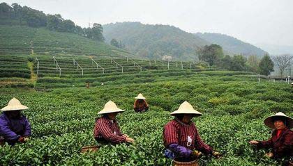 端午的饮食习俗有哪些