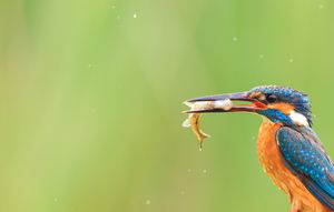 芒种节气预防哪些疾病