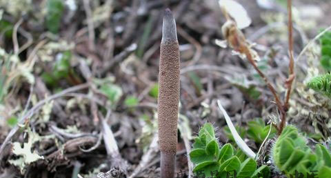 立冬吃冬虫夏草好吗