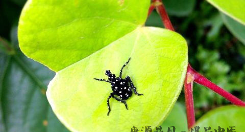 二月二龙抬头是什么意思
