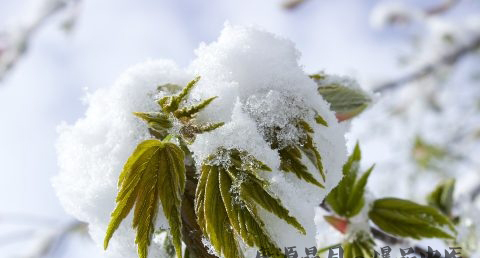 小雪气节的习俗有哪些
