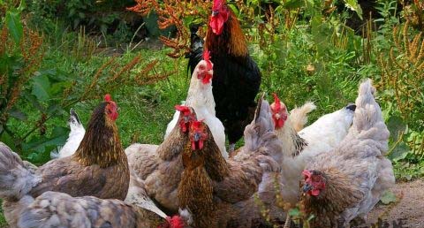 鸡年本命年要注意什么