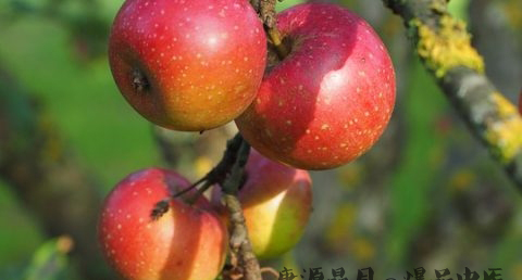 大年初七干什么