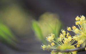 重阳节为什么要插茱萸
