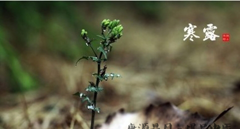 寒露种什蔬菜