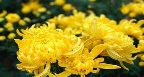 苏州重阳节的习俗