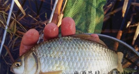 大雪节气后如何钓鱼