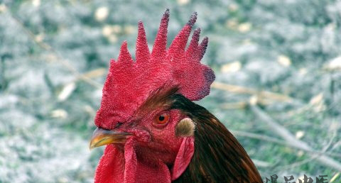 属鸡和什么属相最配