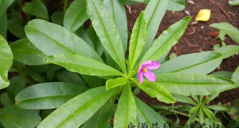 雨水是什么意思
