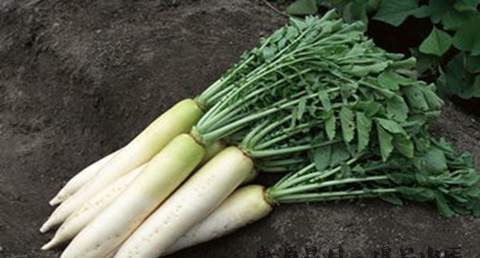 秋分吃秋菜好吗