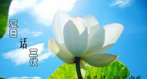 三伏天防暑要注意什么