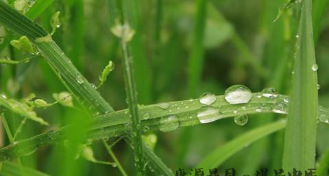 白露不露身寒露不露脚