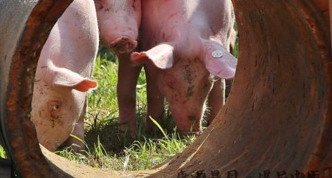 过年杀猪的习俗